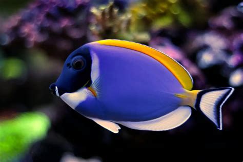 Powder Blue Tang Advice .